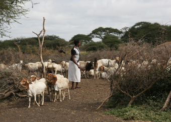 Goats leave a boma