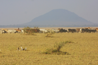 Overgrazed land